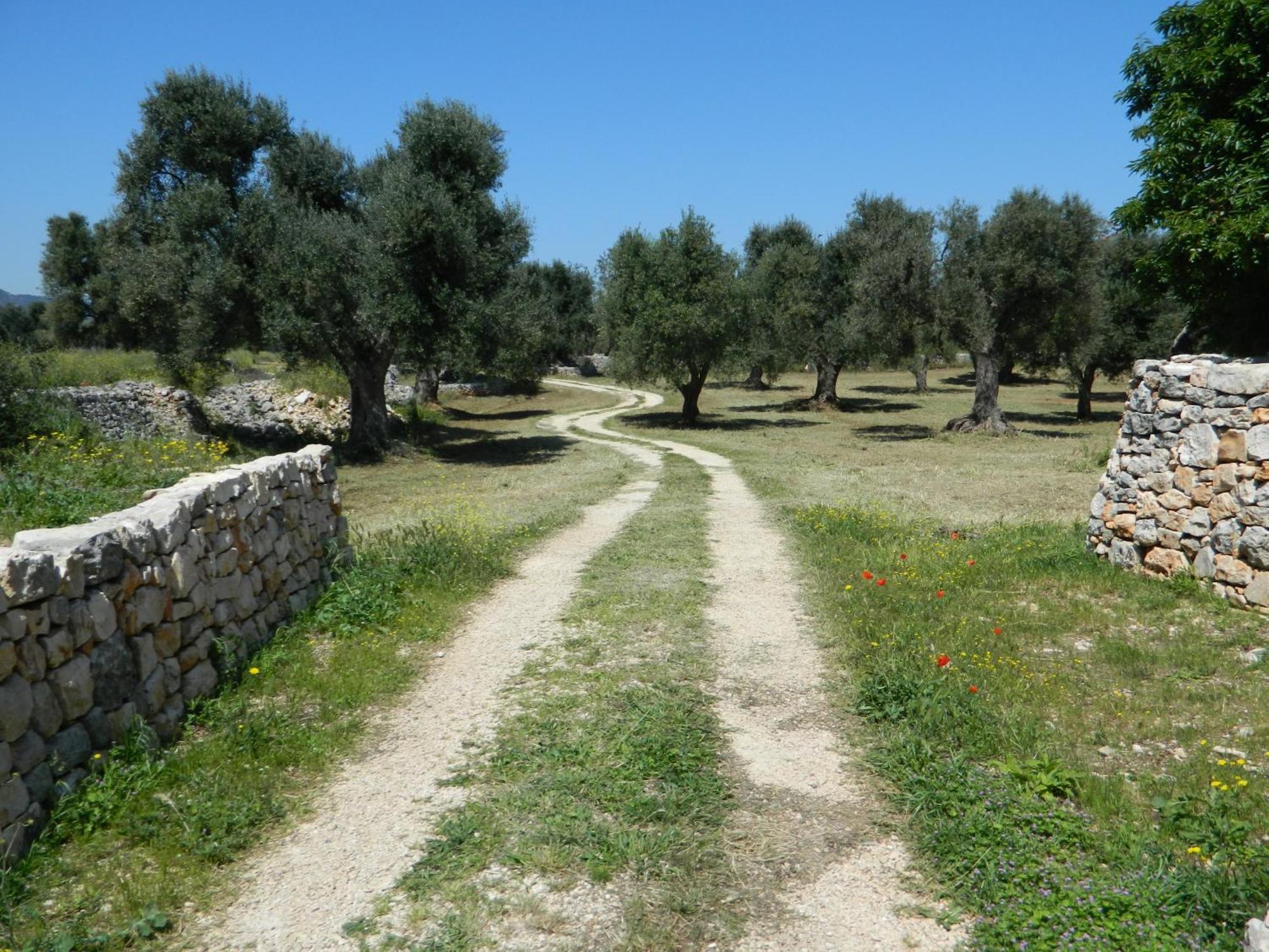 Masseria Purgatorio Φαζάνο Εξωτερικό φωτογραφία