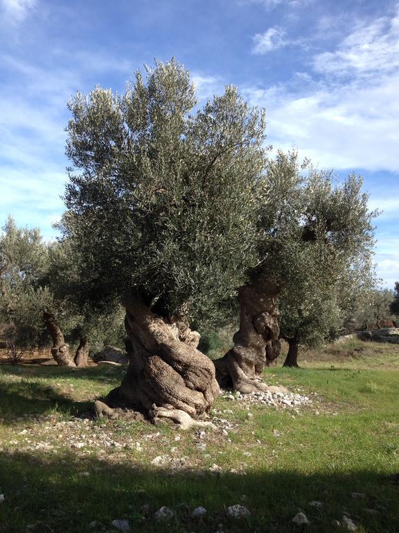 Masseria Purgatorio Φαζάνο Εξωτερικό φωτογραφία